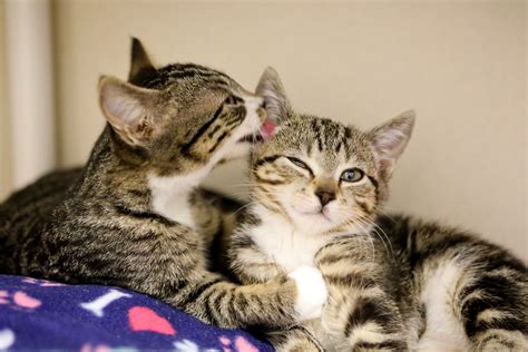 They have shots'. . Kittens craigslist seattle